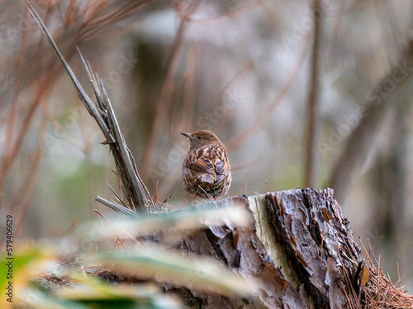 Obraz 六甲山のカヤクグリ