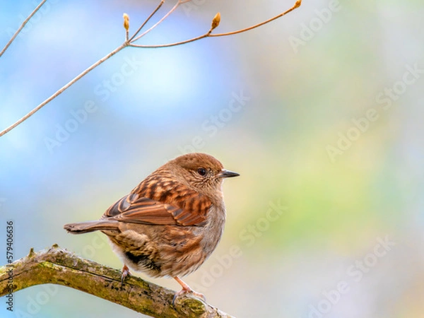 Obraz 六甲山のカヤクグリ