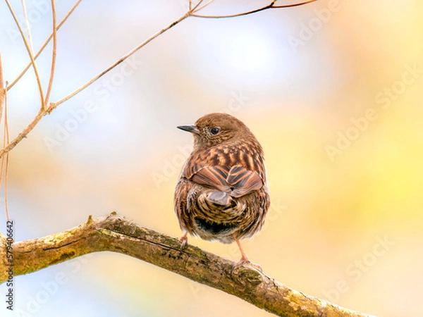 Obraz 六甲山のカヤクグリ