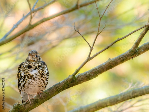Obraz 六甲山のトラツグミ