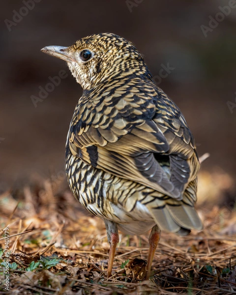 Obraz 六甲山のトラツグミ