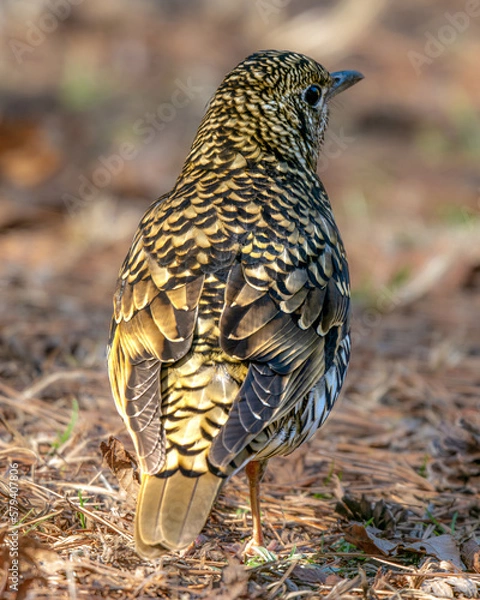 Obraz 六甲山のトラツグミ