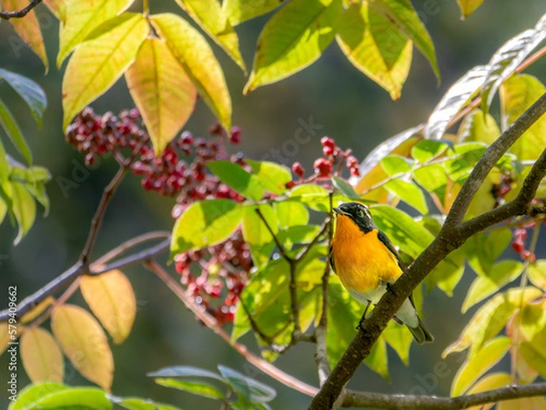 Obraz 六甲山のムギマキ・オス