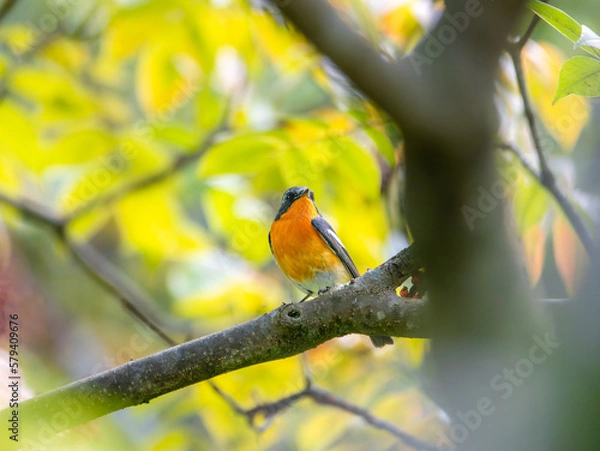 Obraz 六甲山のムギマキ・オス