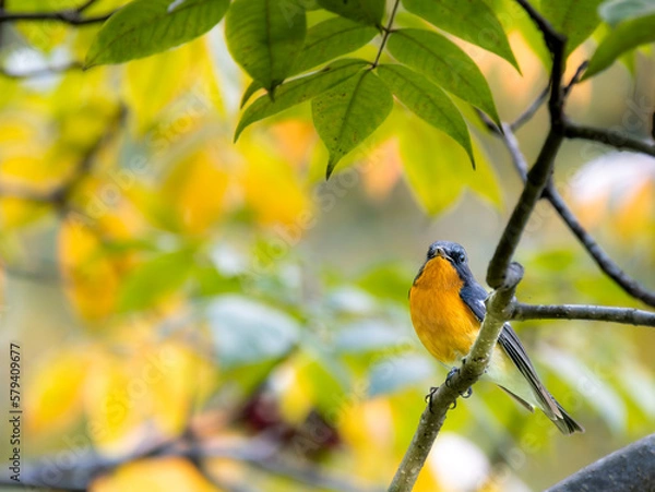 Obraz 六甲山のムギマキ・オス