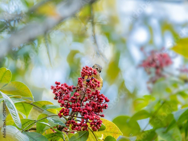 Obraz 六甲山のムギマキ・メス