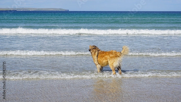 Obraz Fury, fluffy dog, standing on the beach in the water