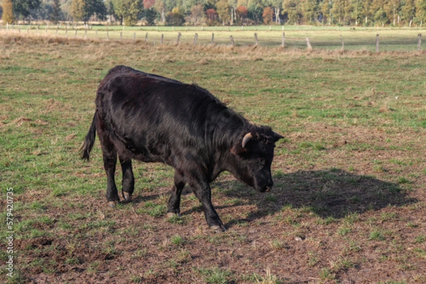 Obraz Black cow on a green meadow with green grass on a farm