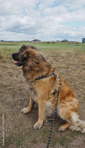 Obraz Fury, fluffy dog, sitting on the ground enjoying the wind