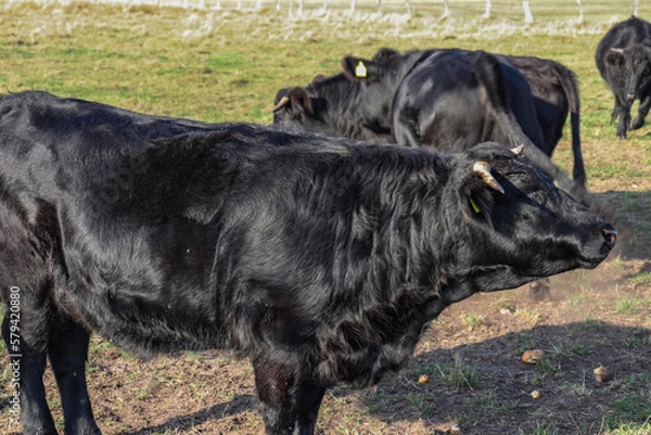 Obraz Black cow on a green meadow with green grass on a farm