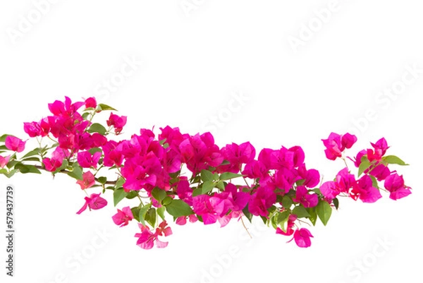 Obraz Bougainvilleas isolated on white background. Paper flower . Save with Clipping path .