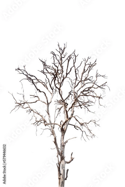 Obraz Dead tree isolated on white background with clipping path. Silhouette dead tree or dry tree .