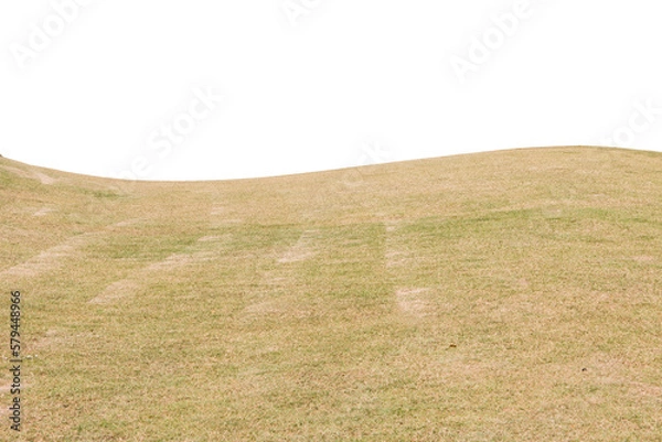 Obraz Grass isolated on white background. Clipping path.