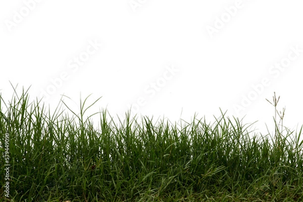 Obraz Grass isolated on white background. Clipping path.