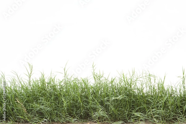 Obraz Grass isolated on white background. Clipping path.