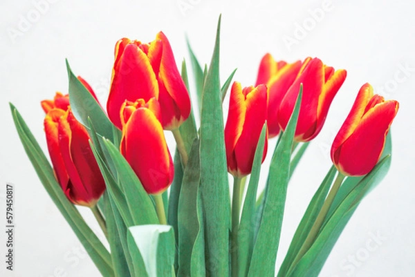 Fototapeta Red tulips
