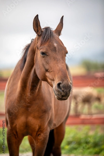 Fototapeta portrait of a horse
