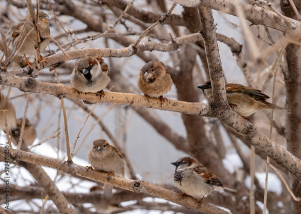 Fototapeta close up of a flock of sparrows sitting on branches in bushes in winter in the city