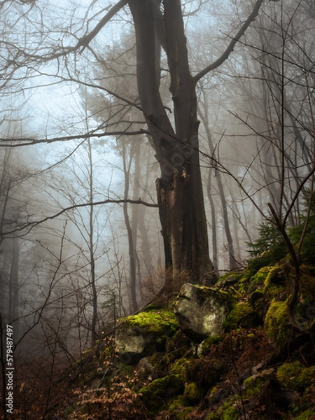 Fototapeta Old trees in a foggy forest in winter