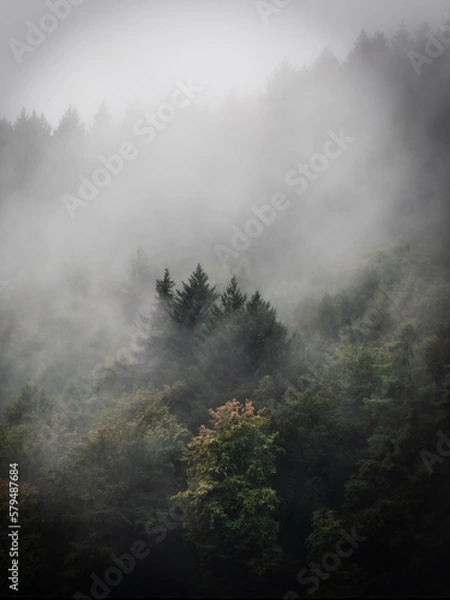 Fototapeta A group of trees emerging from the fog