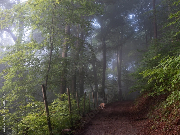 Fototapeta A walk with the dog along a foggy forest track