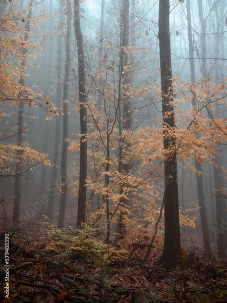 Fototapeta A young tree in its autumn dress in a foggy forest