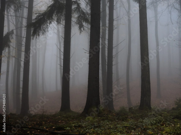 Fototapeta A dark forest view