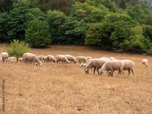 Fototapeta A flock of sheep grazes on the meadow in front of the forest