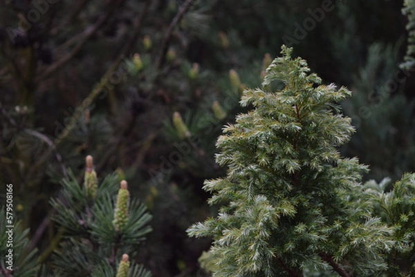 Fototapeta Top part of a conifer in the garden