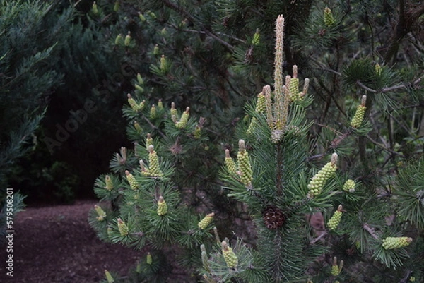 Fototapeta Many flowering coniferous branches with one cone