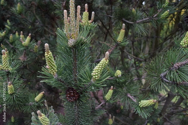 Fototapeta Many flowering coniferous branches with one cone in the close-up