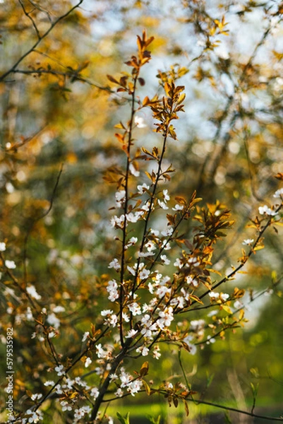 Obraz Cherry blossoms in spring Background