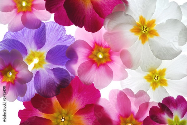 Obraz transparent flowers