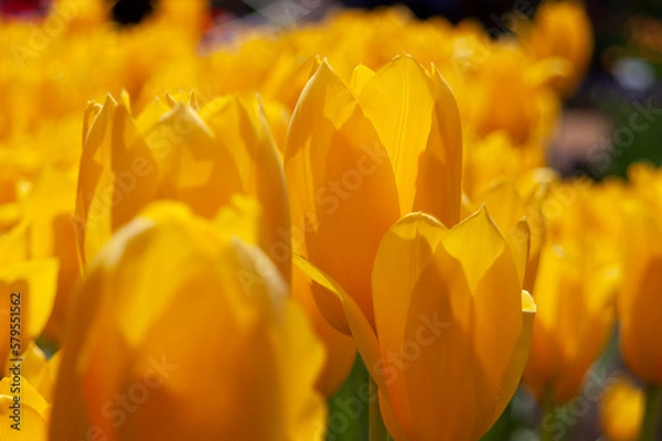 Obraz spring flowers in nature