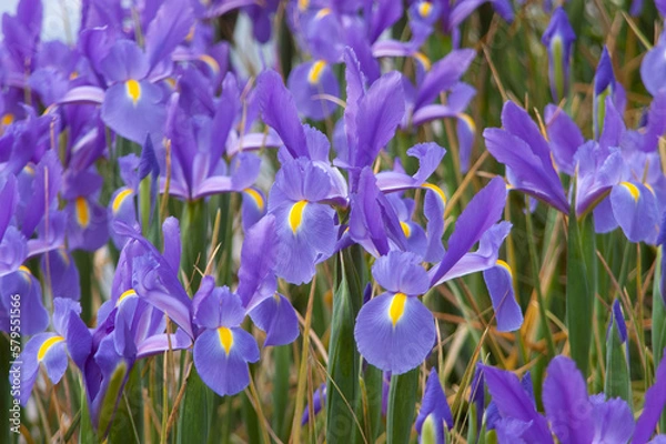 Obraz spring flowers in nature