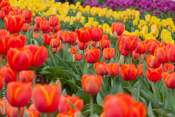 Obraz spring flowers in nature