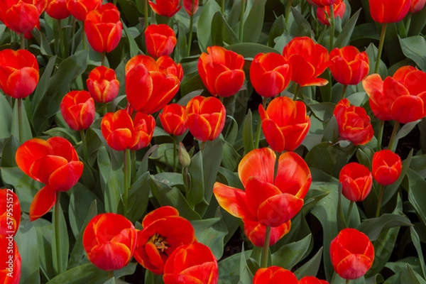 Obraz spring flowers in nature