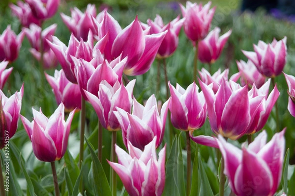 Obraz spring flowers in nature