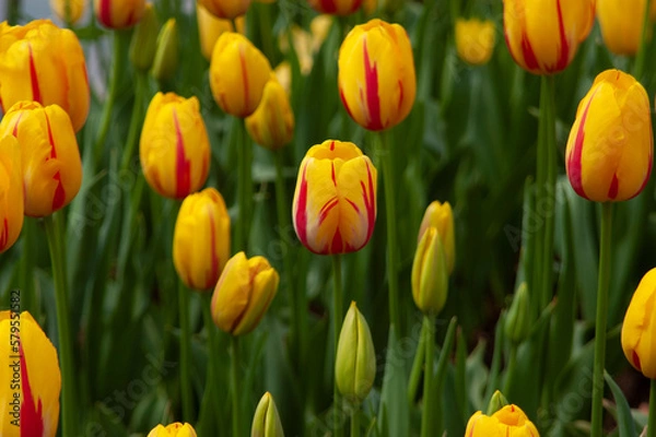 Obraz spring flowers in nature