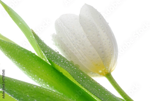 Obraz Biały tulipan