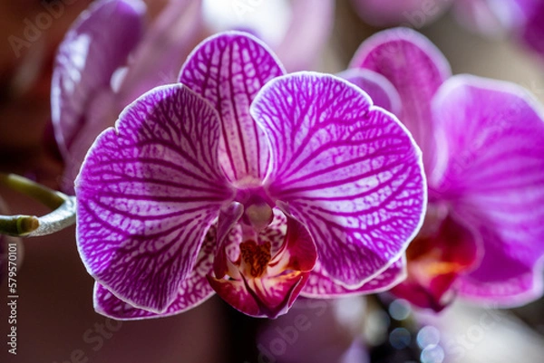 Obraz Pink orchid close-up