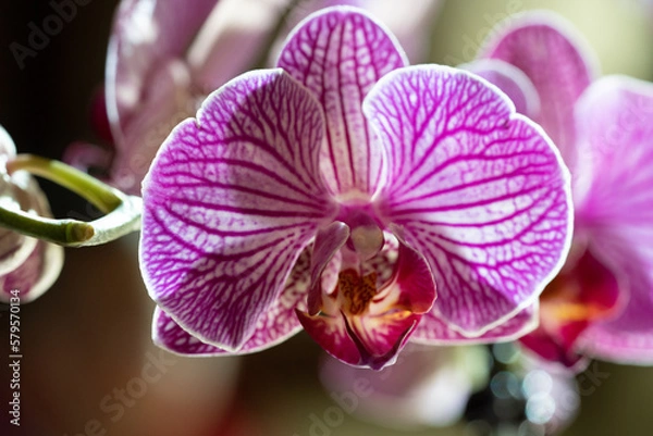 Obraz Pink orchid close-up