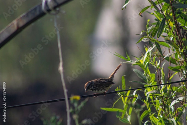 Obraz gorrión sobre cable