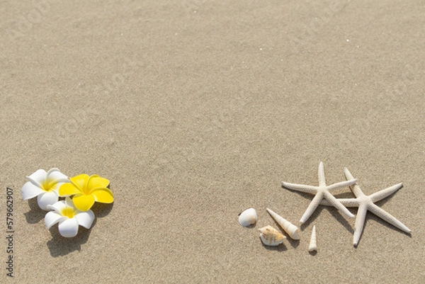 Fototapeta ビーチと貝がら