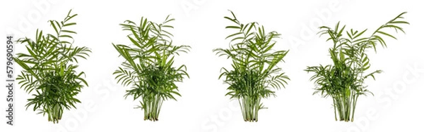 Fototapeta selection / set of green leaves of fern plant isolated on a transparent background - png - image compositing footage - jungle - forest - nature element