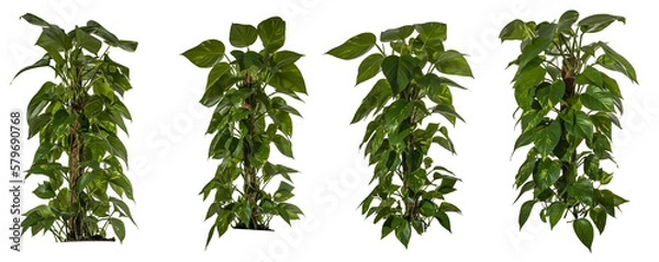Fototapeta set / collection of green leaves of ivy isolated on transparent a background - png - image compositing footage - jungle - forest - wood - plant - high resolution