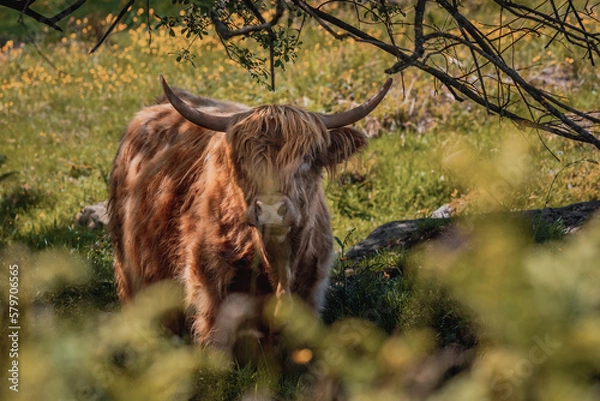 Obraz Highland Cattle
