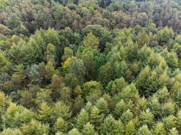 Fototapeta Woodland View