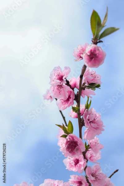 Obraz blossom in spring