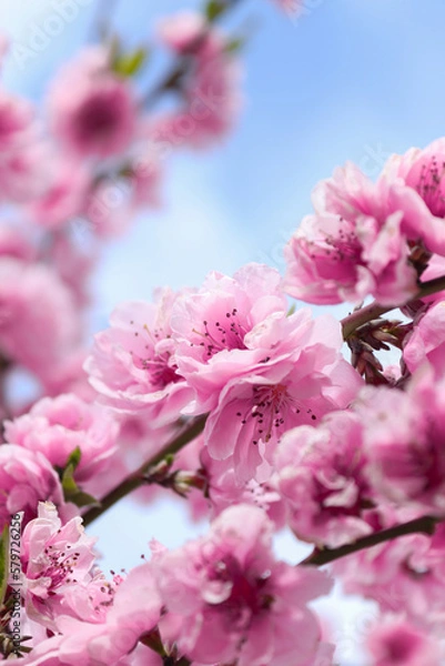 Obraz bee on pink flower